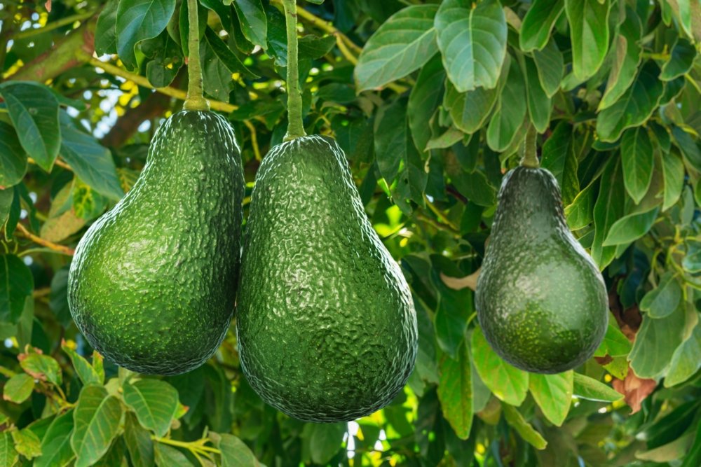 Aguacates